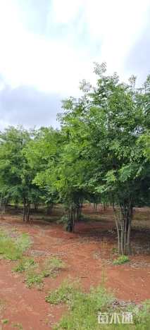 30公分(3杆)丛生榉树