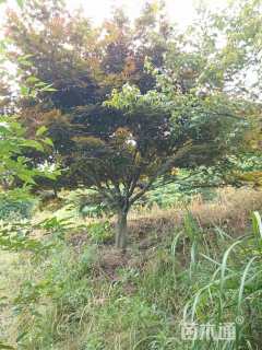 18公分中国红枫