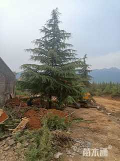 高度1500厘米雪松