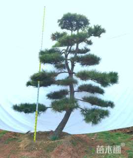 20公分造型黑松