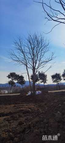 55公分丛生乌桕