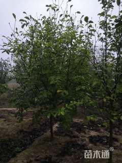 10公分红花玉兰