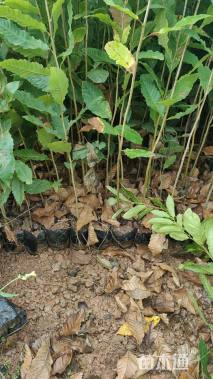 高度30厘米板栗