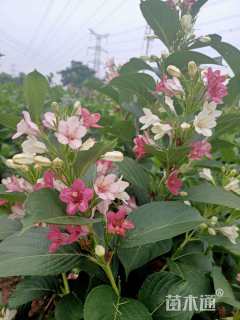 高度200厘米五彩锦带