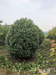 冠幅2500厘米红叶石楠球