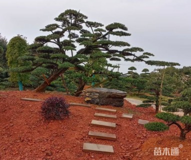 移栽苗造型罗汉松