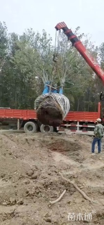 15公分(3杆)丛生朴树