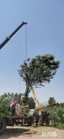 高度700厘米丛生白蜡