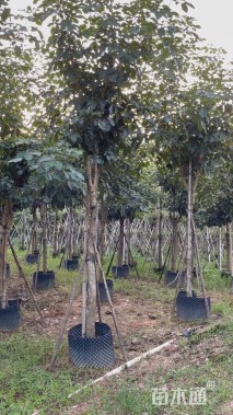 10公分紫花风铃木