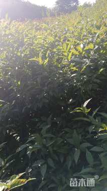 高度120厘米珍珠梅