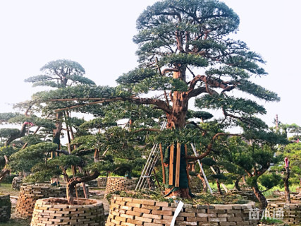 24公分日本罗汉松