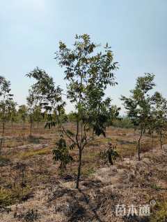 9公分薄壳山核桃