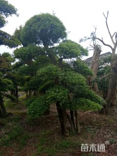 20公分造型榆树