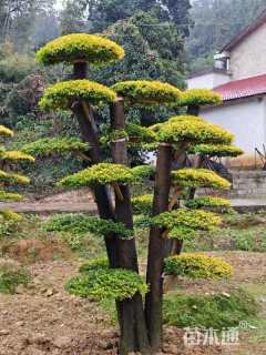 40公分造型金禾女贞