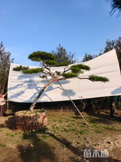 30公分造型黑松