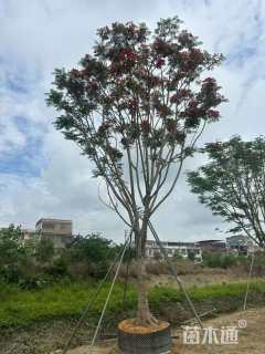 30公分凤凰木