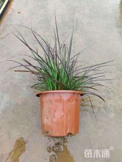 高度50厘米狼尾草