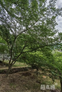 12公分高杆染井吉野樱