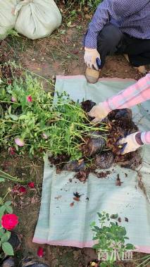 高度35厘米月季