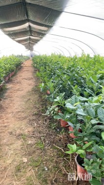 高度60厘米柠檬