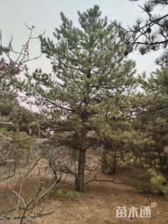 高度100厘米油松