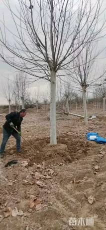 20公分速生法桐