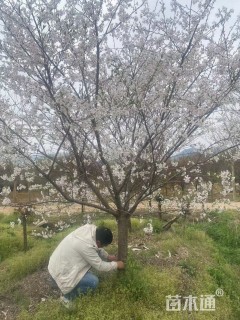 13公分染井吉野樱