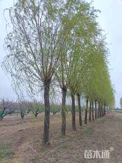 18公分垂柳