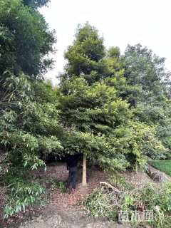 15公分金丝楠木