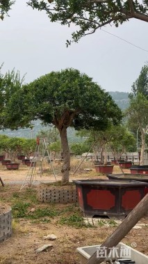 25公分造型石榴