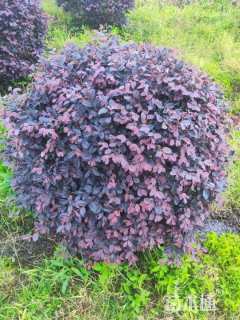 冠幅170厘米红花继木球