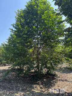 15公分乐昌含笑