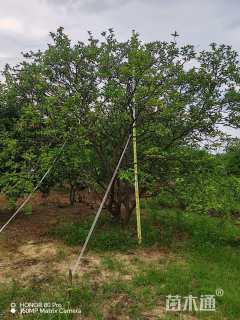 23公分丛生香橼