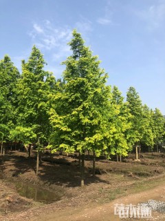 12公分金叶水杉