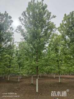 20公分美国红枫