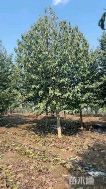 15公分乐昌含笑