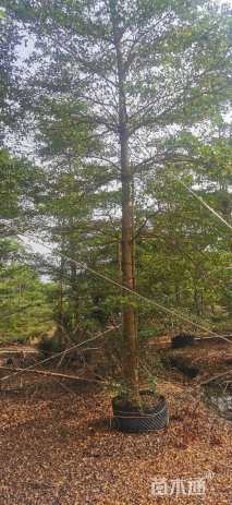 15公分细叶榄仁