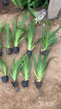 高度3040厘米鸢尾