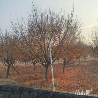 15公分日本红枫