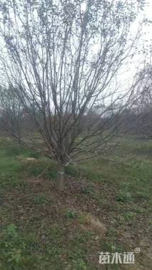 22公分绚丽海棠