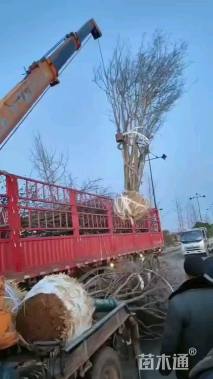 高度350厘米丛生紫薇