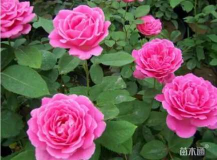 高度40厘米月季