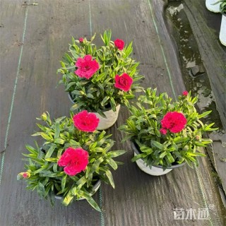 高度10厘米康乃馨