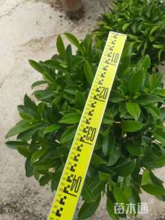 高度40厘米非洲茉莉