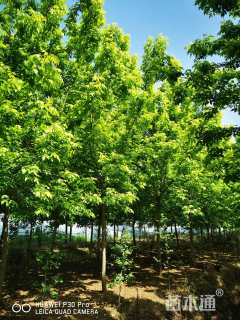 15公分金叶复叶槭