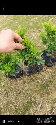 高度25厘米米兰