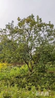 20公分丛生香橼