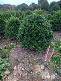 冠幅150厘米金森女贞球