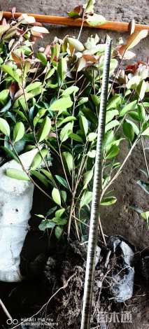 高度50厘米红叶石楠小苗