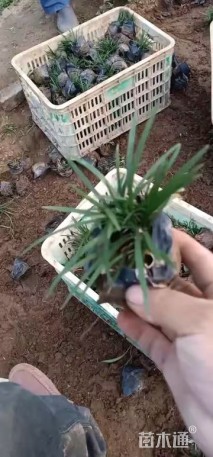 高度10厘米麦冬